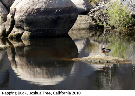 One legged duck - sleeping at Barker Dam