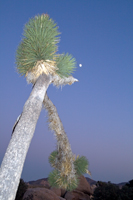 joshua tree photo by la marler