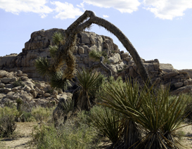 joshua tree