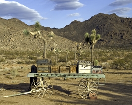 joshua tree photo