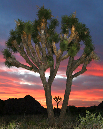 joshua tree sunset photo by la marler