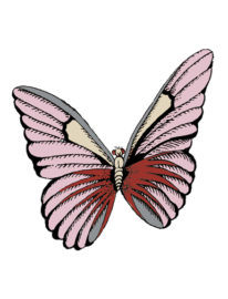 Butterly graphic LA Marler