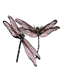 Dragonfly graphic LA Marler