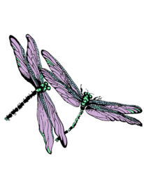 Dragonfly graphic LA Marler