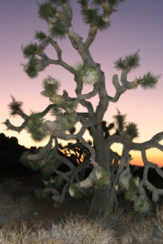 LA Marler photo joshua tree