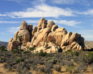 LA Marler joshua tree photo panorama